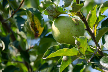 Green apple on a branch