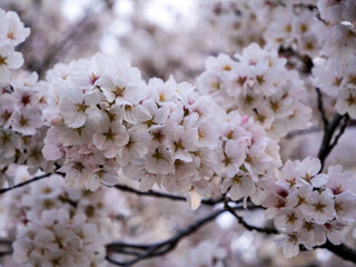 所沢東川の桜