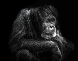 Chimp