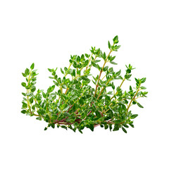 fresh herbs on white background