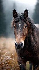 Obraz premium Majestic brown horse stands proudly in a misty field surrounded by tall grasses during the early morning hours