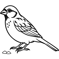 Fototapeta premium Black and white line drawing of a sparrow bird eating seeds