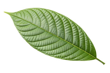 Green leaf, botanical specimen, natural element