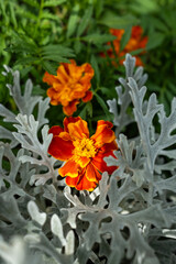 Marigolds and cineraria silver. Orange flowers in a silvery haze. Beautiful garden flowers on a...