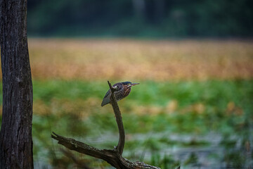 Green Heron In the Pond