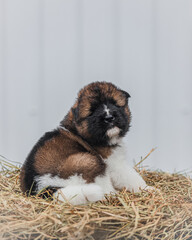 Young tricolor American Akita puppy with thick coat lying relaxed on hay, white legs stretched forward, head turned slightly up.Side view of fluffy dog lying on dry hay looking upward.