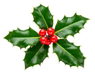 Christmas holly sprig close-up