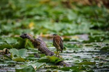 Obraz premium Green Heron In the Pond