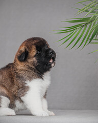 American Akita puppy in upright seated pose, soft tri-color fur, mouth slightly open as if vocalizing, white chest and paws visible. Grey background with tropical palm leaves decor. for pet marketing 