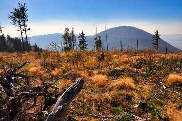 Královecký Špičák - Vraní hory - Spokojny widok naturalnego jesiennego krajobrazu z łagodnymi wzgórzami, odległymi górami, rzadkimi drzewami i złotą trawą pod czystym, słonecznym niebem.  © Pol Badger