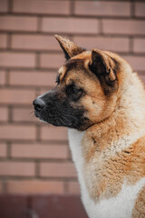 American Akita puppy with black facial mask, thick tan and white fur, small erect ears, and closed mouth. Captured outdoors beside brick wall, head turned slightly downward in relaxed pose.
