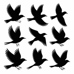 Obraz premium Collection of nine black bird silhouettes in various flying poses isolated on white background