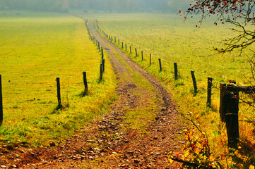 Naklejka premium Urocza, gruntowa ścieżka otoczona drewnianymi płotami wije się przez bujną, zieloną okolicę w ciepłym słońcu, podkreślając rustykalne piękno i spokojną, wiejską naturę.
