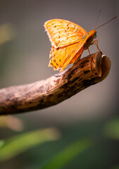 Butterfly on branch