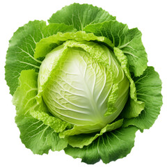 Obraz premium Close-Up of Fresh Green Cabbage Head. Generated by AI