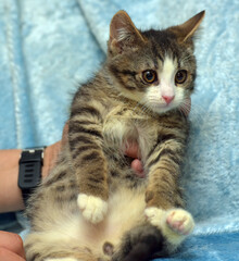 a cute kitten with a striped gray-brown color and white paws. The kitten's face is white with a pink nose and large expressive eyes looking to the side. 