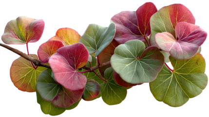Sea grape leaves cluster with green and red tones, isolated on transparent background