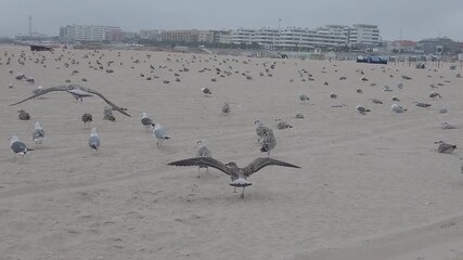 Slow Motion Yellow-Legged Gulls Taking Off from Matosinhos Beach, Portugal - 1715
