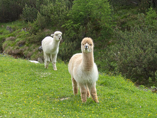 Naklejka premium Alpagas in the mountains
