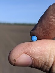 The photo shows a close-up of a blue, perfectly round ball—a sugar beet seed—held between two...