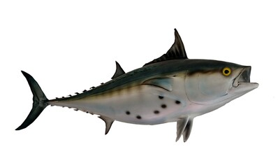 Bonita fish mount on isloated white background.