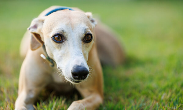 Tan Whippet dog lying on grass with sweet look