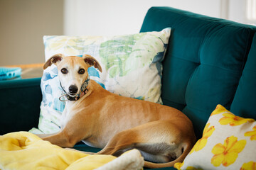 Whippet lying on teal couch with yellow blanket