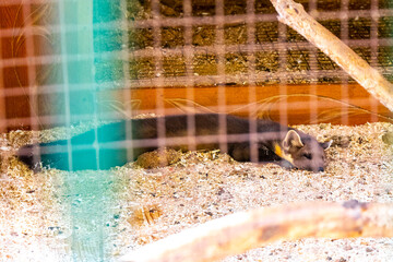 The stone marten sleeping in cage enclosure National Park Belarus.