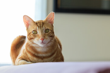 Ginger cat lying on bed with window in the background
