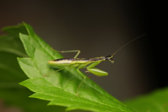 The Praying Mantis (Orthodera novaezealandiae) is a green insect with large protruding eyes and a triangular face. Its forelegs are adapted for grasping prey with sharp spines.