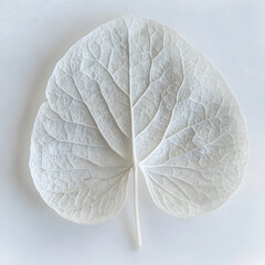 beautiful leaf on white background