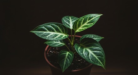 Luminous Veins of a Young Anthurium Plant Against a Dark, Moody Background