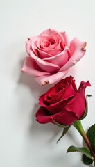 Fototapeta premium A faded red rose lies on pristine white Ample copy space , picture, white background, white