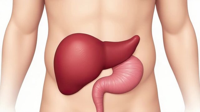 Anatomy illustration of the liver and pancreas