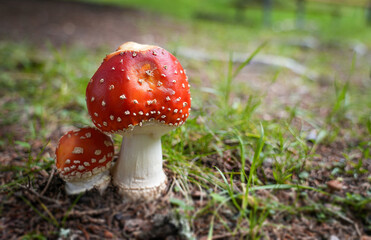 Vibrant red mushrooms with white spots emerge from the forest floor, surrounded by lush green grass...