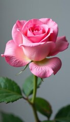 Close-up of a pink damask rosebud Ideal for cosmetics & cards , delicate, soft, macro