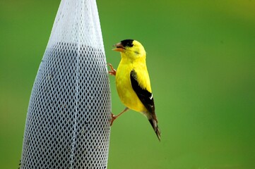 Yellow and black bird at feeder