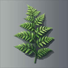 green fern leaf isolated on gray background
