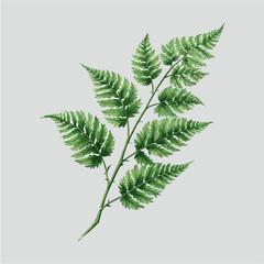 green fern leaf isolated on white background