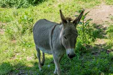donkey, foal Equus africanus asinus, rustic scene with donkey feeding on fresh pasture on sunny day, Farm Animal Portrait, Gentle Grazing