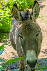 Fototapeta premium donkey close up, foal Equus asinus, Equus africanus asinus, rustic scene with donkey feeding on fresh pasture on sunny day, Farm Animal Portrait