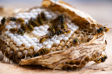 Vespula vulgaris Wasp swarming in honeycomb, honeycombs showing insect habitat with bees, larvae,...
