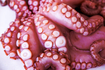 Whole octopus macro, detailed view tentacles, raw seafood, close-up texture, marine delicacy,...
