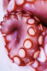 Marine cephalopod, Octopus tentacle macro, slimy surface, raw seafood, close-up texture, marine delicacy, exotic ingredient, suction cups