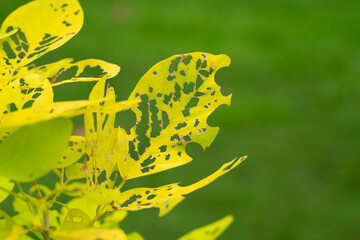 Intricate Patterns: Sunlit Foliage, A Testament to Insect's Artistry.