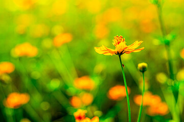 Serene Yellow Cosmos Garden Illuminated by Bright Daylight