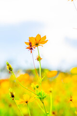 Fototapeta premium Close-Up of Vibrant Yellow Cosmos Sulphureus Flowers