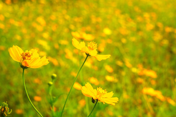 Yellow Cosmos Flowers Swaying Gently in Green Background