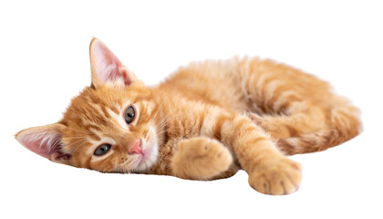 Obraz premium Cute orange tabby kitten lying down, isolated on transparent background, fluffy fur detail