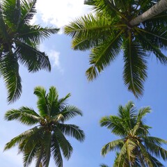 Fototapeta premium Palm trees against a bright blue sky. Looking up at tropical foliage